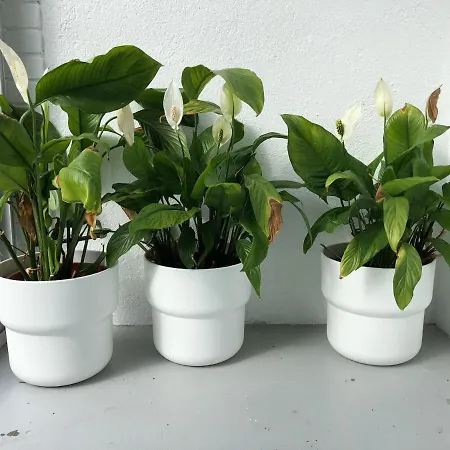 וילה Maison Confortable Et Calme/5 & 6 Sdb טולוז